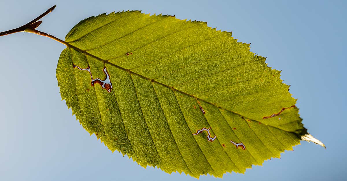 Alen - Bastuinredningens mästare